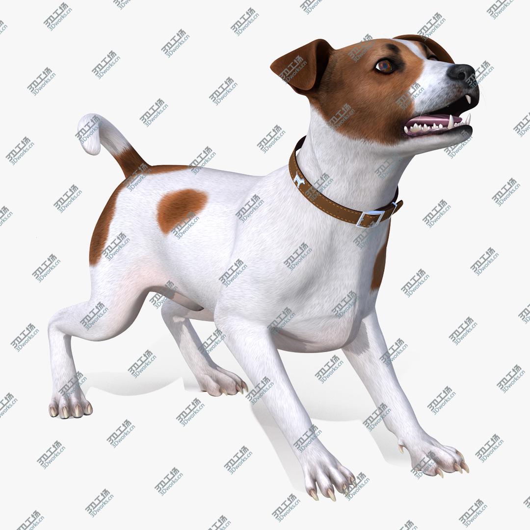images/goods_img/202104093/Spotted Jack Russell Terrier Rigged 3D model/1.jpg